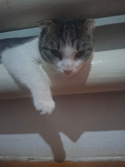 The scene is located in Khujayli, Uzbekistan. A domestic cat with a white body and tabby markings on its head and ears is positioned across the upper portion of the frame. The cat's head is lowered, its eyes appear closed, and its ears are slightly folded. Its front left paw, covered in white fur, extends downwards from a horizontal, light-colored cylindrical surface on which the cat is resting. Below this surface, a light-colored vertical wall is visible, transitioning to a wooden floor or trim at the bottom of the frame. A distinct, elongated shadow of the cat's dangling paw is cast upon the wall, indicating a light source to the left of the subject.