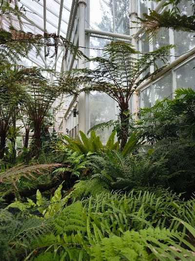 This media file presents a vibrant and lush interior scene of a greenhouse or conservatory, dominated by a dense collection of ferns and other tropical plants. The primary subjects are various species of ferns, including several prominent tree ferns with long, arching fronds that extend gracefully downwards and across the frame, creating a rich green canopy. Smaller, diverse fern species with intricate leaf structures fill the spaces, particularly on the right side, showcasing a spectrum of green hues from bright lime to deep forest green.
The overhead structure of the greenhouse is clearly visible, featuring a white or light-colored metal framework supporting large, clear glass panels. Some of the metal beams show minor discoloration or rust, suggesting age or humidity. Through these glass panels, diffused daylight illuminates the scene, indicating an overcast sky outside or the filtering effect of the greenhouse structure. Glimpses of the exterior environment, appearing as muted green foliage or trees, can be seen through the glass.
The overall impression is one of natural tranquility and abundant plant life, characteristic of a well-maintained botanical collection. No human activity or individuals are depicted. The scene is static, focusing on the beauty and variety of the plant specimens within their controlled environment. The setting aligns with the provided location context of Cimacan, Indonesia, suggesting a tropical botanical garden or plant house. There is no visible text in the image.