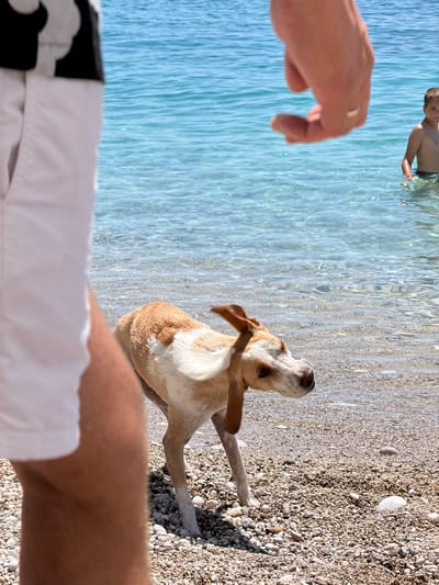 This media file captures a lively moment at a beach in Drobnići, Montenegro. The primary subjects are a young boy, a dog, and what appears to be a person's arm and leg in the foreground. The boy is partially submerged in the clear, blue water, looking upwards. The dog, a light brown and white breed, is positioned on the pebbled shore, shaking its head, likely after being in the water. Its ears are flapping, and its attention is directed upwards as well.
The setting is a sun-drenched beach with shallow, transparent water lapping at the shore. The ground is covered in a mix of sand and small pebbles. The bright sunlight suggests it is a clear, warm day, likely midday or afternoon, judging by the lighting and the active scene. The water's clarity and the pebbled beach are characteristic of many Adriatic coastlines.
The perspective is somewhat unusual, as it seems to be shot from a low angle, possibly from someone lying down or crouched. The foreground is dominated by the arm and leg of a person, who is likely the photographer or companion of the boy and dog. The presence of the dog shaking water and the boy in the sea indicates a recreational activity, possibly a family outing or a day of play at the beach. There are no visible text elements in the media file. The overall mood conveyed is one of fun and enjoyment in a natural, coastal environment.