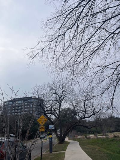 A street scene with bare trees overhead. A sidewalk runs alongside a grassy area. A raised crosswalk sign with a 20 mph speed limit is visible near a parking meter. A tall building is partially obscured by tree branches. Several parked cars line the street, adding to the urban setting under an overcast sky.