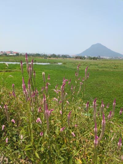 The image captures a view in Tuy Hòa, Vietnam, showcasing a landscape with a field of green grass and tall purple Celosia flowers in the foreground. In the background is a mountain range and a view of the city. The sky is a clear blue. The composition suggests a rural or suburban area on the outskirts of the city.