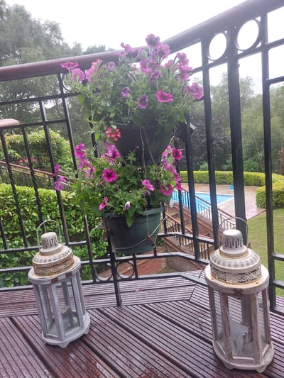 Two lanterns, one to the left and one to the right, sit on a wet wooden deck. Both lanterns are made of glass and wood, with decorative metal tops. The lantern on the left is gray and white, while the one on the right is white and gold. Behind the lanterns, a railing separates the deck from a garden area with a swimming pool. Hanging baskets filled with pink and purple petunias are attached to the railing. The garden is surrounded by trees and hedges. The scene is likely located in Waverley, United Kingdom, on a cloudy day.