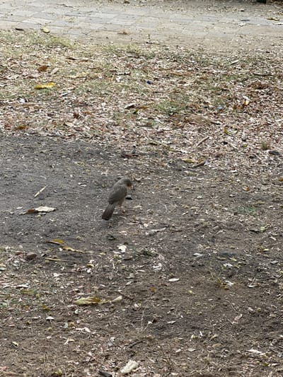 A single, medium-sized, dull brownish-grey bird with a lighter throat and a slightly shaggy head is positioned in the lower-left to central portion of the frame. The bird's head is angled downwards, with its beak near the ground, indicating foraging activity. The ground in the foreground and midground consists of exposed, dry, dark brown soil extensively covered with numerous fallen leaves in various shades of brown and yellow, interspersed with sparse green plant growth and small twigs. In the upper background, a section of a light-colored paved pathway, constructed from rectangular concrete blocks, is visible. The scene is outdoors, illuminated by natural, even light. This environment is consistent with a park, garden, or unpaved green space within Vadodara, India.