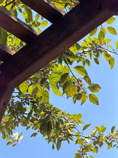 An outdoor, low-angle shot captures a wooden pergola against a bright blue sky. Green leaves and small red berries from a tree are interspersed between the wooden beams of the pergola, with branches extending towards the sky. The scene is likely in Köprübaşı, Turkey, given the context. There are no people or animals visible in the image.