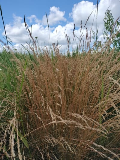 A close-up, low-angle shot captures a dense clump of dried, brown grass in the foreground, its stalks reaching upwards. Behind this, a field of vibrant green grass stretches into the middle ground. The sky above is a bright blue, dotted with fluffy white clouds, suggesting a clear, sunny day. The scene is set in an outdoor environment, likely a natural landscape or park, given the prevalence of grass and the open sky. The image was taken in Lykhove, Ukraine.