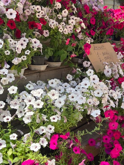 The image shows a close-up view of a display of petunias, predominantly white, pink, and red, with some deep magenta flowers. The flowers are in bloom and appear healthy, with green foliage visible. The petunias are arranged in pots and containers, some of which are visible on wooden shelves or steps. A piece of cardboard with handwritten text in Russian, presumably a price list or promotional information, is leaning against the flowers in the upper right portion of the image. The text reads "АКЦИЯ" (Promotion) followed by numbers and currency symbols, indicating a sale. The overall scene suggests a flower stall or market. The background is slightly blurred but appears to be an outdoor setting, possibly a garden center or a street vendor. The lighting suggests it is daytime. The image does not contain any people.