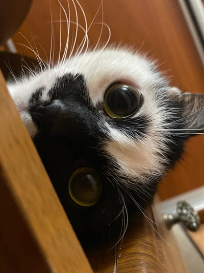 A close-up, low-angle shot captures the face of a black and white cat peeking over the edge of a wooden surface. The cat's large, round eyes, one reflecting a yellowish-green hue, are the prominent focal point. The cat's fur is clearly visible, with fine white whiskers fanning out from its nose. The background consists of a blurry wooden surface and a silver-colored object that appears to be a cabinet knob. The image is an indoor photograph. The location in Protvino, Russia, is not depicted in this image.