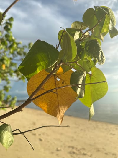 In Baan Pang Ka, Thailand, a close-up, eye-level shot captures a branch with leaves in the foreground. A single yellowed leaf, heart-shaped, is prominent, slightly withered and with a small hole. Several green leaves, also somewhat heart-shaped, are clustered around it, some tinged with sunlight. The branch is thin and brown, with smaller twigs extending. In the blurred background, a sandy beach stretches out, meeting a calm body of water under a sky filled with white clouds against a blue backdrop. The scene is naturally lit, likely during daylight hours, with the sun casting soft shadows and highlighting the textures of the leaves and sand. There are no people or animals visible.