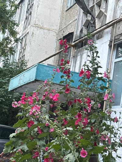This image showcases a vibrant display of pink hollyhock flowers cascading down the side of a building. The flowers, in various shades of pink and some with deeper magenta hues, are in full bloom, creating a striking contrast against the muted tones of the architecture. The plant's lush green foliage fills much of the frame, with tall stalks reaching upwards and outwards.
The building itself appears to be an older structure, with weathered concrete walls and visible signs of repair or renovation, suggested by the textured surface and a visible crack. Above the flowers, a pale blue metal box or shelf is attached to the wall, and below it, some greenery from a tree or bush is visible. In the background, elements of the building's facade include windows and what seems to be a metal awning or structure with a patterned design. The overall scene suggests an urban setting, possibly a courtyard or the side of an apartment building.
The image is captured from a slightly low angle, looking up towards the flowering plants and the building. The lighting appears to be natural daylight, but the orientation of the image is rotated, making it difficult to determine the specific time of day or weather conditions. There is some faint text visible on the blue metal box, appearing to be numbers or a short inscription, but it is largely illegible due to its size and the image resolution. The scene evokes a feeling of natural beauty flourishing in an otherwise utilitarian environment.