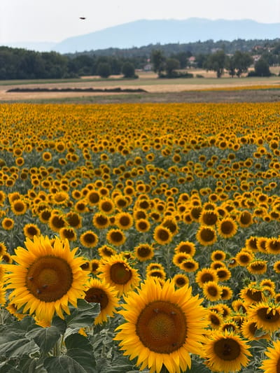 The image depicts a vast field of sunflowers stretching towards a distant, hazy landscape of rolling hills and scattered buildings. In the foreground, several large sunflowers with bright yellow petals and dark brown centers dominate the view. Some of these sunflowers have bees visible on their surfaces, actively collecting pollen. The stalks and large, textured green leaves of the sunflowers are also prominent. The background reveals a dense line of trees, followed by fields and then the muted blue tones of distant mountains under a pale sky. A small, dark insect or bird is visible in the upper center of the sky, high above the fields. The overall scene suggests a warm, sunny day in a rural setting, likely during the sunflower blooming season. The image is taken from a slightly low angle, emphasizing the height and abundance of the sunflowers.