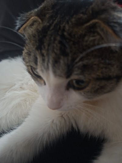 A close-up shot captures a domestic cat from a slightly elevated and angled perspective, focusing primarily on its head and upper body. The cat's head is tilted downwards and to the right, suggesting it is resting or observing something below it.
The cat exhibits a bicolor coat pattern. Its head and neck are adorned with classic tabby markings, featuring a mix of brown, grey, and black stripes and swirls. In contrast, its muzzle, chin, and chest area are covered in soft, white fur. A prominent feature is the small, pink nose, situated centrally on its white muzzle. One eye is partially visible, appearing to be an amber or yellowish-green color, looking downwards. Faint whiskers can be seen extending from the white muzzle. One ear is clearly visible on the left side of its head, showcasing the intricate tabby pattern on its exterior.
The fur appears soft and well-groomed, particularly the fluffy white fur on its chest. The lighting in the image is soft and even, highlighting the textures of the fur without creating strong shadows. The background is dark and out of focus, providing a subtle contrast to the cat's fur and suggesting an indoor setting, possibly with the cat resting on a dark blanket or piece of furniture. No text is visible in the image.