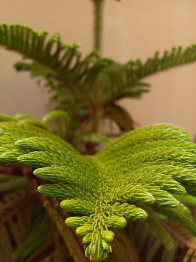 The image displays a close-up, high-angle view of the vibrant green foliage of a conifer-like plant, identified as being located in Oturkpo, Nigeria. The foreground shows a central branch with numerous densely packed, scale-like, bright green leaves, arranged spirally and extending outwards, creating a textured, somewhat feathery appearance. These leaves exhibit a fresh, possibly new growth, and are sharply in focus. In the blurred background, another part of the same plant or a similar one is visible, along with a plain, smooth, light brown or beige surface, likely a wall, indicating an artificial backdrop for the plant. There are no individuals, actions, or human-made objects other than the implied structure of the background. The scene is illuminated by soft, diffused light.