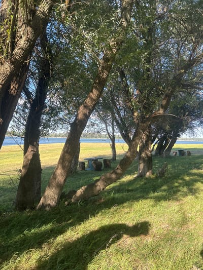 In Florentin, Bulgaria, a scenic view of a tranquil lake is captured. The foreground is dominated by a grove of mature trees, their trunks casting long, dramatic shadows across a lush green lawn. The trees, with their textured bark and leafy canopies, create a natural, inviting ambiance. In the middle ground, a couple of rustic picnic tables, accompanied by log-like seating, suggest a place for outdoor leisure. The lake itself, a broad expanse of serene blue water, stretches towards the horizon, where a distant tree line marks the edge of the landscape. The sky above is a clear, bright blue, indicative of a pleasant, sunny day.