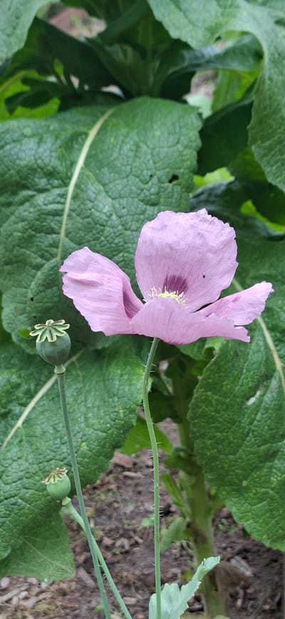 In Malda, Estonia, a close-up photograph captures a light pink poppy flower in bloom, its delicate petals unfurling against a backdrop of large, textured green leaves. To the left of the flower, two immature seed pods hang on thin stems, one distinctly visible with its star-shaped crown. The stems of the poppy plant and seed pods are lined with fine white hairs. The ground beneath appears to be soil and mulch. The lighting suggests an outdoor, daytime setting.