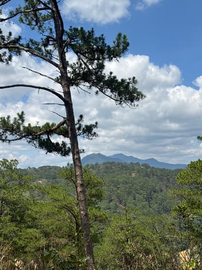 The image captures a view from a hillside location in Păng Tiêng 1, Vietnam. A pine tree, partially framing the left side of the shot, has a noticeably horizontal trunk. In the background, a dense evergreen forest covers the hillsides, creating a layered landscape. Distant mountain ranges are visible in the background. The sky is filled with fluffy white clouds against a blue backdrop. The weather appears to be clear and sunny. No people are visible in the image.