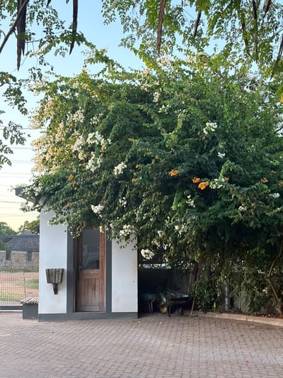 A horizontal eye-level shot captures a building partly veiled by an overgrowth of flowering plants. The location is in Pemba, Mozambique.

A dense, verdant bush dominates the upper portion of the frame, adorned with both white and orange flowers scattered throughout its foliage. This plant life partially conceals the upper portion of a building constructed with white and gray panels. A wooden door is visible within one of these panels.

To the left, more sparse trees with smaller leaves extend toward the sky. A portion of a gray brick pathway is seen to the right, leading away from the building. In the far background, through what appears to be a fenced area, another building can be discerned.
