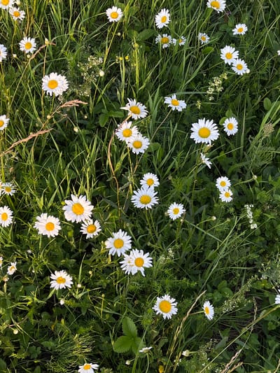 This is a high-angle, close-up, full-shot photograph of a field of daisies in bloom. The flowers are white with yellow centers and are scattered among tall green grass. Some of the daisies are fully open, while others are still in bud. The grass is lush and appears to be in good condition, suggesting a healthy environment. The lighting in the photograph is soft and diffused, indicating that it was taken during the daytime, possibly in the morning or late afternoon, as there are no harsh shadows. The overall impression is one of natural beauty and tranquility. The location is identified as Kutlu-Bukash, Russia. There is no text visible in the image.