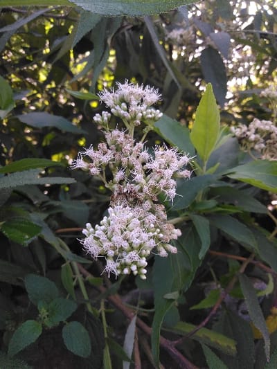 This image, captured in Ban Naduan, Laos, presents a close-up view of a flowering plant. The primary subject is a dense cluster of small, white, tubular flowers, each displaying numerous fine white filaments emanating from their centers. Multiple such clusters form a larger inflorescence, with some areas exhibiting light brown discoloration, indicative of mature or drying florets. The flowers are surrounded by abundant green foliage; prominent dark green leaves occupy the immediate foreground and background, while other leaves appear lighter green and more pointed. Natural light filters through the vegetation, creating bright, out-of-focus spots in the background, consistent with an outdoor, possibly partially shaded environment. No individuals, animals, artificial structures, or specific actions are depicted within the frame.