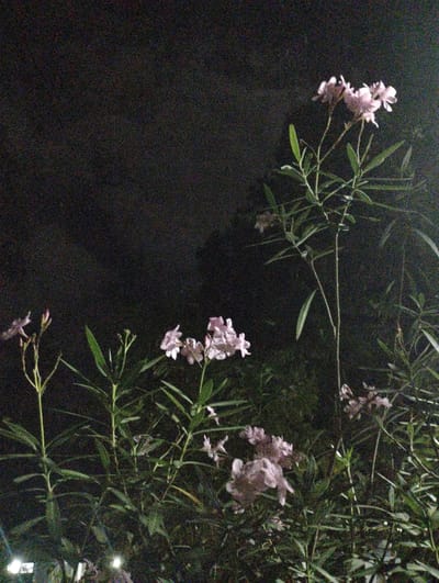 The image depicts a cluster of oleander plants with pale pink flowers blooming against a dark, grainy background, suggesting it was taken at night. The plants are verdant with long, slender leaves and multiple flower clusters. The lighting appears artificial, with some bright spots visible at the bottom left, possibly from streetlights or a flash. There are no people or visible structures in the immediate scene. The overall impression is a natural element captured in an urban environment at night. The mention of Luengbaro, Indonesia, provides a geographical context for this observation.