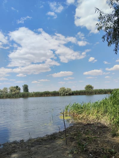 A wide shot captures a tranquil river scene under a bright blue sky dotted with fluffy white clouds. The river, with its calm, rippling surface reflecting the sky, occupies the majority of the lower half of the image. Along the far bank, a dense line of green reeds and scattered trees forms a natural barrier, with a few fuller, lighter green trees visible amongst the reeds. The foreground is a muddy bank, thick with dry grass and scattered twigs, and a few live green shoots emerging from the soil. A single, thin, dark stick is planted upright in the mud and shallow water near the bank. In the upper right corner, the dark green leaves of a tree branch hang into the frame, partially obscuring the sky. The image is a natural landscape with no signs of human activity except for the single stick. The scene is consistent with a location on the banks of the Tiligul Estuary or the lower reaches of the Tiligul River in Bilyaivka, Ukraine, during daylight hours.