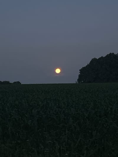 The image depicts a rural landscape under a twilight sky. A large, bright, yellowish-orange moon is visible in the upper center of the frame. To the right of the moon, a dense cluster of dark green trees forms a silhouette against the dusky sky. In the foreground, a field of dark green crops stretches across the lower half of the image. The field appears to be planted with relatively short vegetation, possibly corn or soybeans, with some lighter-colored plants scattered throughout. The overall atmosphere is serene and quiet, suggesting an evening setting in a rural area. The location is Velykyi Trostianets, Ukraine.