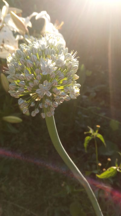 A close-up, vertical shot captures a white, spherical flower head of what appears to be an Allium species. The flower is composed of numerous small buds and some open florets, showcasing delicate white petals with green stripes at the tips of the unopened buds. The flower is supported by a thick, pale green stem that curves gracefully towards the right. The background is a blur of dark green foliage, with hints of other white flowers in the upper left corner. The scene is illuminated by bright sunlight, creating a lens flare effect with a reddish-pink hue across the lower portion of the image, and a strong glare in the upper right corner. There is no indication of human presence or activity. This image was taken in Pereiaslav, Ukraine.