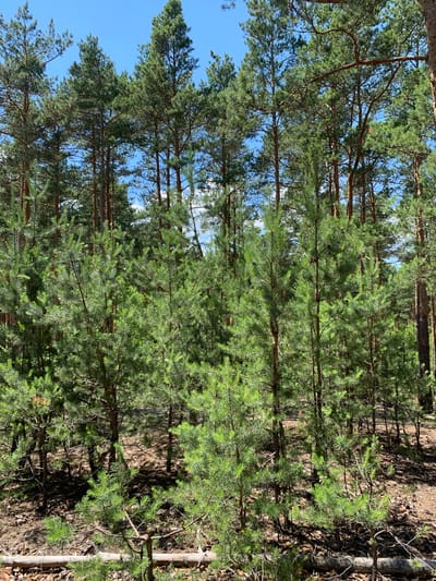 A vertical, eye-level, medium shot captures a sunlit pine forest on a clear, blue sky day in Hostomel, Ukraine. The foreground is dominated by young pine saplings with bright green needles, some casting faint shadows on the dry, brown earth and leaf litter. Behind these, a denser collection of mature pine trees with rough bark and dark green needles stretches upwards, their tall, slender trunks creating a dense canopy. Sunlight filters through the branches, dappling the forest floor with light and shadow. A fallen, light-brown log lies horizontally in the very foreground, partially obscured by the saplings. The scene conveys a sense of natural tranquility and growth within a forest environment.