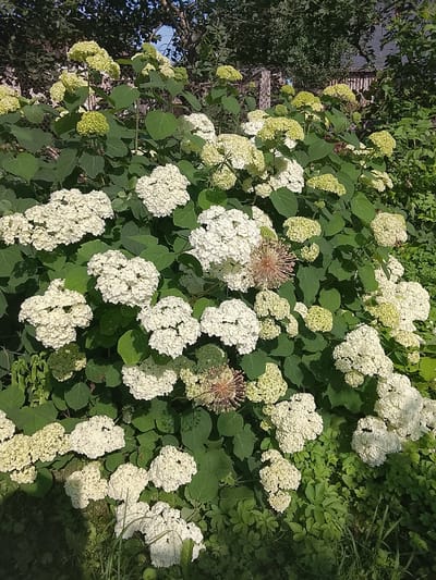 The image displays a dense, lush hydrangea bush laden with numerous white and light green blooms, set against a backdrop of green foliage and dappled sunlight. Two spherical, dried seed heads are visible among the flowers, adding textural contrast. The bush is situated outdoors, likely in a garden, with a hint of a chain-link fence and wooden structures in the background, suggesting a residential or park-like setting. The presence of grass and other low-lying green plants at the base of the bush further indicates an outdoor environment. The specific location in Baranavichy, Belarus cannot be determined from the visual information alone.