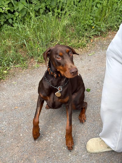 A brown Doberman dog lies on a gravel path, adjacent to grass and a person's leg wearing a white garment and a beige sandal. The dog has a black and orange collar and a silver dog tag. The location appears to be outdoors, near vegetation, and is likely in a residential area within the Folkestone and Hythe District, United Kingdom.