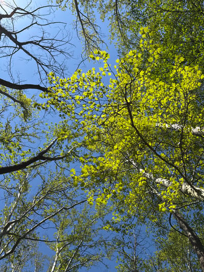 The image is a low-angle shot looking up at trees with vibrant green leaves against a clear blue sky. The trees appear to be in a forest or wooded area. Some tree trunks are white or light-colored, while others are darker. There are branches with and without leaves visible. This image has no discernible location in Parvenets, Bulgaria, and contains no people, actions, or interactions.