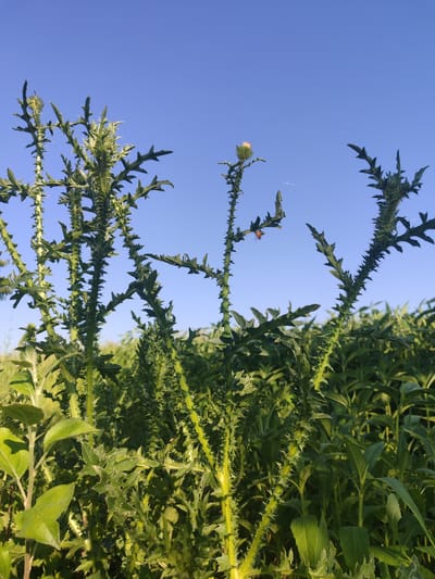In Novosamarka, Ukraine, a close-up, low-angle shot captures several tall, spiky green plants with serrated leaves reaching towards a clear, bright blue sky. One of the plants features a small, light-colored flower bud near its top, and another has a small, orange insect, possibly a ladybug, perched on its stem. The foreground is dominated by the detailed texture of the thorny plants, while the background consists of a dense field of green foliage, suggesting a natural or overgrown area. The lighting indicates it is daytime, with the sun illuminating the scene from the side, casting subtle shadows.