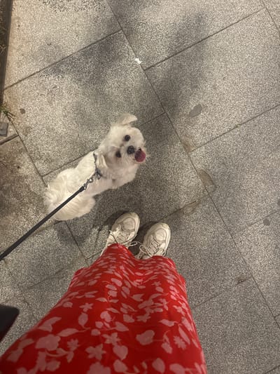 An overhead shot shows a white dog on a leash and a person's legs from the knees down. The dog is looking up at the camera, with its tongue hanging out. It is wearing a dark harness. The person is wearing white sneakers and a red dress with a white floral pattern. They are standing on a gray, speckled paved surface, likely a sidewalk or walkway in Cornellà de Llobregat, Spain. The pavement has visible grout lines between the rectangular slabs and some minor stains or scuff marks. The lighting suggests it is either dusk or a dimly lit urban area.