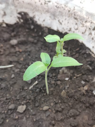 The image shows two young plant sprouts growing in dark soil. The sprout in the foreground has two large, green leaves with slightly fuzzy edges, and a thin stem. Another sprout is visible behind and to the right of the foreground sprout, also with small green leaves. The background consists of a dirty, textured surface, possibly the side of a planter or container, with patches of lighter and darker tones. The overall scene is an outdoor, natural environment. The location in San Pascual, Philippines, is not visually discernible from the image itself.