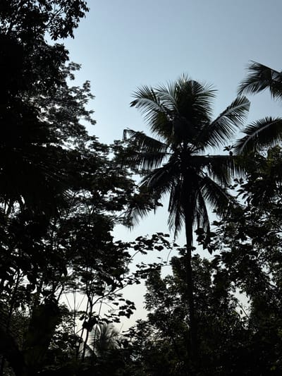 The image is a silhouette of a tropical environment against a pale blue sky. A prominent tall coconut palm tree stands in the center, its fronds fanned out. Surrounding the palm tree are the dark outlines of various other trees and foliage, creating a dense, layered effect. The image appears to be taken from a low angle, looking upwards towards the sky. The lighting suggests it might be early morning or late afternoon. The environment is characteristic of a tropical location, such as Alian, Indonesia. There are no people or animals visible in the image.