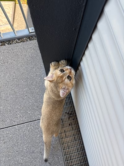 A golden-furred kitten, possibly a British Shorthair, is captured from a high-angle shot outdoors, clinging to a dark, textured railing. The kitten's paws are extended, with claws visible, as it looks upwards towards the camera. Its eyes are wide and curious, and its ears are perked. The kitten's body is lean, and its tail curves downwards, tipped with a darker shade. The immediate environment consists of a textured gray surface, likely pavement or concrete, with a metal grate to the right of the kitten. Beyond the railing, a glimpse of a building with white, ribbed siding is visible, and further in the background, a metal fence and a sunlit, textured surface suggest an outdoor setting like a balcony or patio. The overall lighting suggests a bright, sunny day.

The image was taken on March 26, 2023, at 11:09 AM, indicating it was captured in the morning. The metadata for the image also indicates it was taken in Bönnigheim, Germany. The precise location within Bönnigheim cannot be determined from the image alone, but the setting appears to be a residential or public outdoor space with architectural features typical of a German setting, such as the railing and the ribbed siding of the building. There are no people or other animals visible in the image.