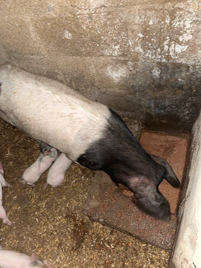 The image shows a domestic pig with black and white coloring lying down on a bed of wood shavings. Several piglets are visible near the larger pig, with some nestled underneath its body. The setting appears to be an animal enclosure, likely a pen or barn, with concrete walls and a brick structure at the back. The floor is covered with a mixture of dirt and wood shavings, which is typical bedding for livestock. The lighting is dim, suggesting it may be indoors or in a shaded area, with no indication of the time of day or weather conditions. The focus is on the pigs, and there are no people, text, or other notable objects visible in the frame. The scene suggests a quiet moment, possibly the mother pig resting with her young.