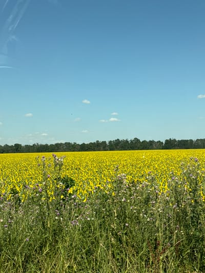 The image shows a vast field of sunflowers under a clear blue sky. In the foreground, there is a patch of tall green grass with some purple wildflowers. Behind the wildflowers, the entire field is covered with sunflowers, their yellow petals facing downwards, indicating it might be late in the day or the sunflowers are past their prime. A line of dark green trees forms a horizon across the middle of the image, separating the sunflower field from the sky. There are a few small, wispy white clouds scattered in the sky. The scene appears to be a rural landscape. There are no people or man-made structures visible in the image.
