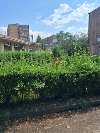 The image depicts a view of a building in Yeghegnadzor, Armenia, with a well-maintained hedge in the foreground. The building, visible behind the hedge, appears to be a multi-story structure with a light-colored facade and numerous windows. It is partially obscured by the lush green foliage of the hedge. Several red and orange flowers are interspersed within the hedge, adding pops of color to the scene. The sky above is blue with scattered white clouds. A street curb and gravel path are visible at the bottom of the image.