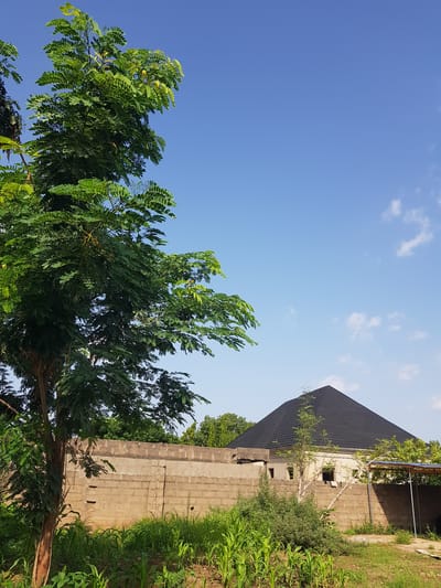 The image depicts an outdoor scene in Palade, Nigeria, under a clear blue sky with scattered white clouds. The time of day appears to be late morning or early afternoon, with bright sunlight casting distinct shadows. The setting is rural or semi-rural, featuring a partially constructed building with a dark, sloped roof and walls made of concrete blocks. A nearby wall, also constructed from concrete blocks, separates the building from an area of lush green vegetation, including corn stalks.

Dominating the foreground is a large, leafy green tree, its branches swaying slightly, suggesting a gentle breeze. The tree's foliage is dense and vibrant, providing a stark contrast to the muted tones of the building materials. The building itself shows signs of ongoing construction, with exposed rebar and unfinished sections, indicating it is not yet habitable.

The overall mood is tranquil and suggestive of daily life in a developing area. There are no people visible in the frame. The scene captures a moment of quiet observation of the environment, highlighting the blend of natural elements and human construction. The location cues of Palade, Nigeria, combined with the architectural style and vegetation, help to place the image within its specific geographical context. No visible text is present in the image.