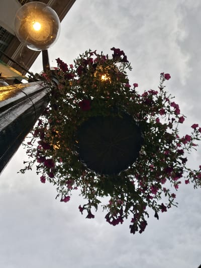 This is a low-angle, upward-facing photograph of a hanging basket of dark pink petunias. The basket is suspended from a dark, possibly metal, pole or structure, which is visible in the upper portion of the image. To the right of the basket, a round, clear glass light fixture with a warm yellow light bulb is illuminated. The background is a cloudy, overcast sky, suggesting it is daytime, likely late afternoon or early evening given the artificial light. The image is shot from below, looking up at the flowers and the sky. There is no visible text in the image. The overall mood is somewhat subdued due to the cloudy sky, but the bright light and colorful flowers add a touch of cheerfulness. The location is specified as Ottawa, Canada.