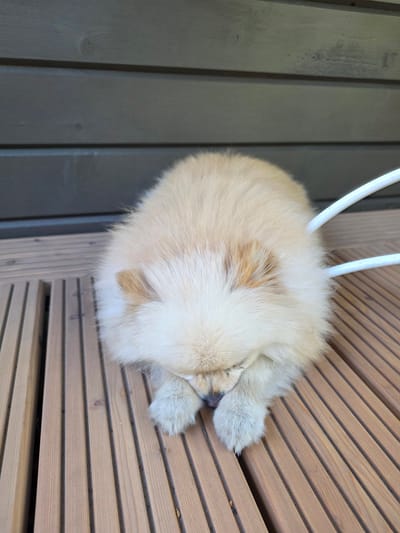 A fluffy, light-colored Pomeranian dog is resting on a wooden deck. The dog is facing downwards, with its head buried in its paws. The deck is made of light-colored wooden planks. In the background, there is a dark wooden wall. Two white, curved metal rods are visible to the right of the dog. The scene is outdoors. The image does not contain any information to determine the location in Jūrmala, Latvia.