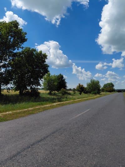 The image depicts a straight, paved road with a single white line marking the center. The road runs diagonally from the lower right corner towards the center of the image and continues into the distance. To the left of the road, there is a grassy verge with some dry straw-like material and a few scattered small bushes. Further to the left, several large, mature trees with dense green foliage are visible. Beyond the trees, a field of golden-colored crops, likely wheat or barley, stretches into the background. Scattered trees and bushes line the horizon. The sky is a vibrant blue with numerous fluffy white cumulus clouds. The scene appears to be a rural landscape, possibly in the vicinity of Hoholeve, Ukraine, given the characteristic vegetation and open fields. No people or animals are present in the image. The lighting suggests it is daytime, with sunlight casting subtle shadows on the road.