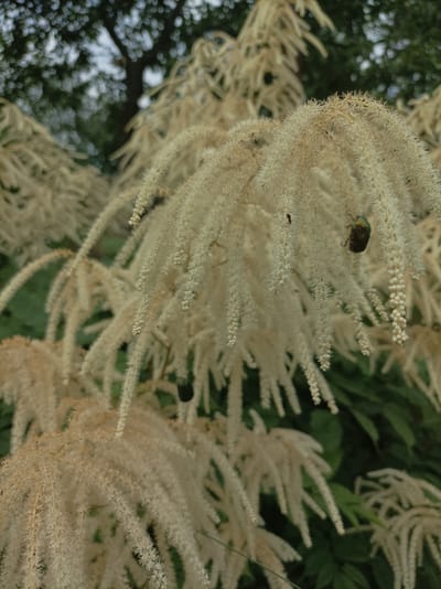 The image shows a close-up of a flowering plant with fluffy, cream-colored plumes. A small, metallic green beetle is perched on one of the plumes. In the background, blurred dark green foliage and a tree trunk are visible. The scene appears to be outdoors, possibly in a garden or park, within the Прыбыткаўскі сельскі Савет, Belarus.