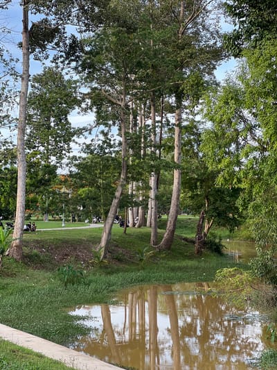 The image depicts a serene park scene in Siem Reap, Cambodia. A body of water, likely a canal or a slow-moving river with muddy brown water, occupies the foreground and right side of the frame, reflecting the tall trees that line its banks. The water surface is partially covered with lily pads. Lush green grass and vegetation grow along the water's edge and on the embankment leading up to a grassy park area.
In the park, several tall, slender trees with sparse foliage stand prominently. In the mid-ground, a group of people are seated on the grass, some appearing to be engaged in conversation. Several motorcycles are parked nearby, indicating a place accessible by vehicle. A decorative lamppost with an ornate design is visible in the distance, adding a touch of artificial landscaping to the natural environment. Further back, more trees and greenery create a dense backdrop. The sky above is a pale blue with some wispy clouds. The overall impression is one of a peaceful, outdoor gathering space, integrated with natural elements.