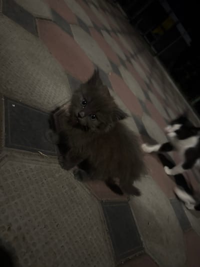 A small, dark gray kitten with large blue eyes looks directly at the camera, its body angled towards the viewer. The kitten is positioned on a textured, gray tiled surface, possibly a sidewalk or courtyard. To the right of the kitten, a black and white cat is partially visible, its body blurred due to motion, with its paws extended as if reaching out or playing. The ground features a pattern of alternating diamond-shaped tiles in shades of pink and gray. The lighting suggests it is nighttime, with the scene illuminated by artificial light. The overall setting appears to be an outdoor urban environment, possibly in Bohunove, Ukraine, given the context.
