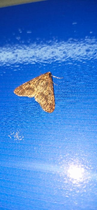 A moth rests against a blue surface with visible vertical texture. The moth's wings display a pattern of brown and tan spots. The wings are folded, giving the moth a triangular shape. Its antennae are visible and angled upwards. The surface reflects light, with a bright glare at the top right. The left side of the blue surface appears slightly wet or glossy. A few small white spots are scattered near the moth's lower wing.
