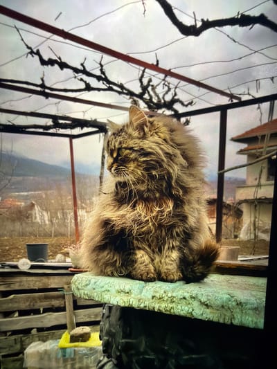 A fluffy, long-haired tabby cat rests on a moss-covered surface. The cat is positioned on an outdoor structure. A vine with bare branches is visible in the foreground. In the background are buildings and a distant landscape suggesting a location with some elevation. Given the mention of Reigate and Banstead, United Kingdom, the scene could potentially be within a garden or outdoor space in a residential area of this borough, though specific landmarks are not discernible to pinpoint the exact location. The lighting suggests it is daytime.