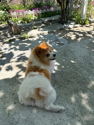 In Rogosh, Bulgaria, a Pomeranian dog with tan and white fur sits on a concrete patio on a sunny day. The dog is facing away from the camera, looking to the right, with its mouth slightly open. The patio is partially shaded by the dappled light of nearby trees. In the background, there is a white decorative fence and blooming purple flowers, along with greenery. A dark, rough-textured object, possibly a planter or a low wall, is visible to the left of the dog, casting a shadow. The overall scene suggests an outdoor setting in a residential area.