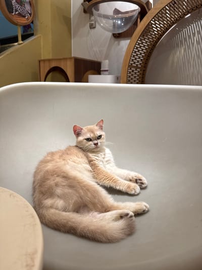 An indoor scene in Hòa Cường Ward, Vietnam, depicts a light orange and cream-colored cat resting on its left side within a light grey, curved seating unit. The cat, appearing to be a British Shorthair or similar breed, has its head turned towards the camera, exhibiting partially closed eyes and a slightly stern or sleepy expression. Its front paws are extended forward, and its hind legs are tucked. To the upper left, a wall-mounted circular wooden frame displays a photograph of two spotted cats, adjacent to a light yellow wall and a staircase railing. To the upper right, the background reveals a light-colored wall adorned with wooden and clear acrylic cat furniture, including a clear spherical perch and a large, semi-circular wooden lattice structure. A white rectangular object with a small bottle is visible below these structures. The edge of a light-colored, round table is present in the lower left foreground. The environment is uniformly lit by artificial light.