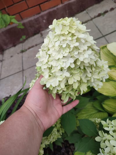 A human hand with visible veins and a ring on one finger gently touches a large cluster of light green hydrangea flowers. The background shows a tiled walkway and a brick wall, suggesting an outdoor urban setting, possibly a garden or yard.